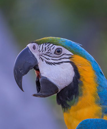 parrot-6076390_640